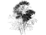 Hemlock (Conium maculatum), - in Amos 6.12, Hos.10.4 in some translations